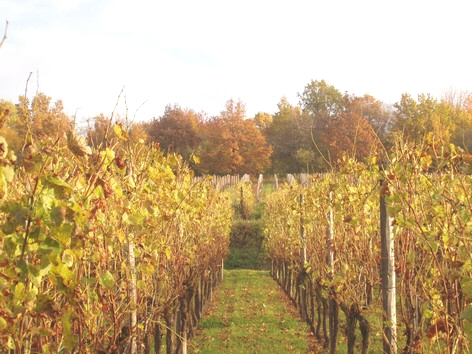 Vignes  l'autome prs du Gite en Alsace